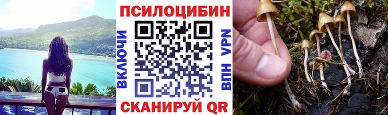 купить наркотики сайты  Тавда  Псилоцибиновые грибы Psilocybe 